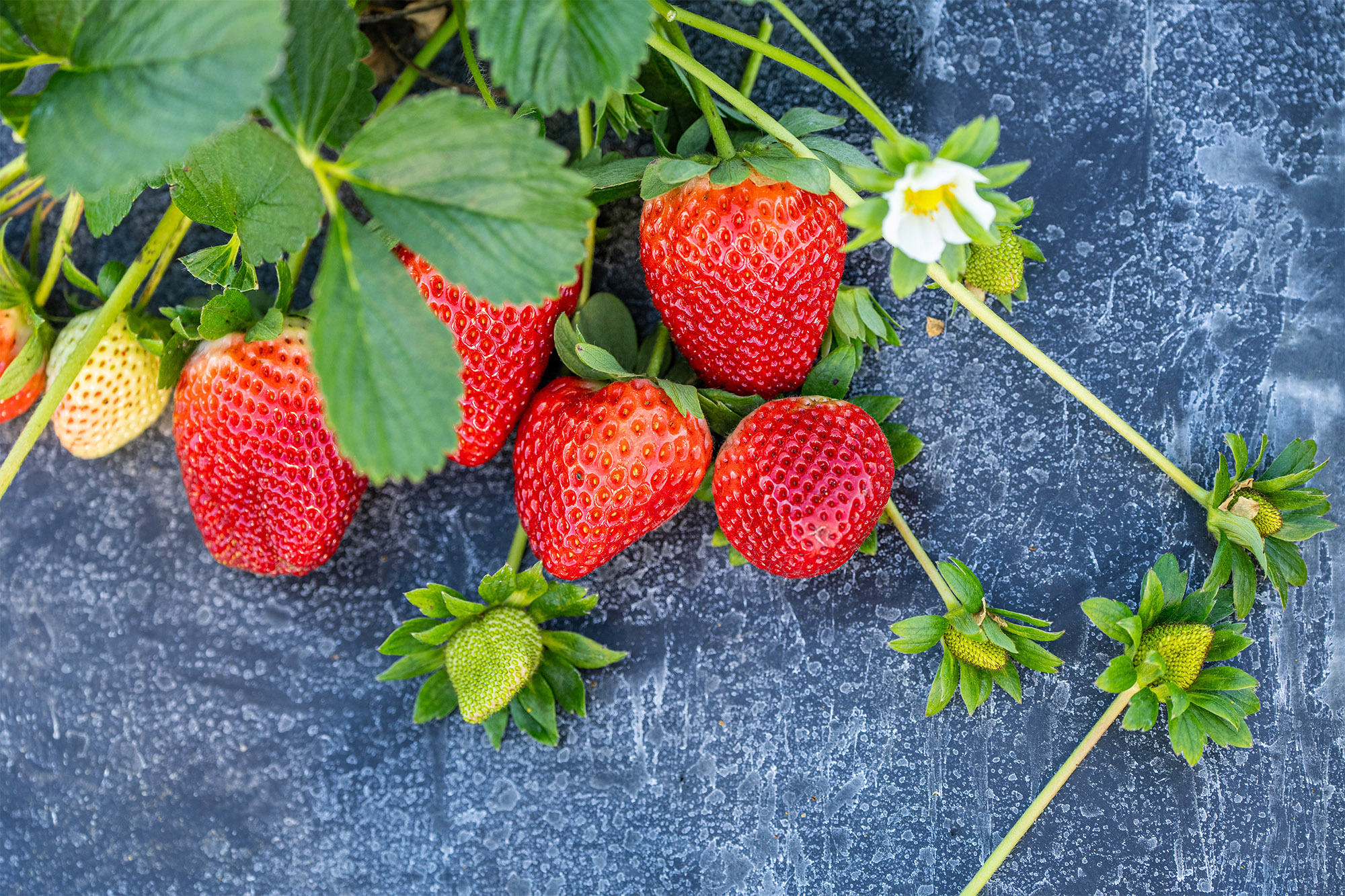 Product photography of fruits and vegetables from Always Fresh Farms, styled for Publix-style marketing. Captured by Brittany Echemendia, Lead Photographer at Two Stories Media, specializing in high-quality food photography and commercial product imagery.